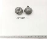 Click for 1 image(s) for this accession. FRUIT